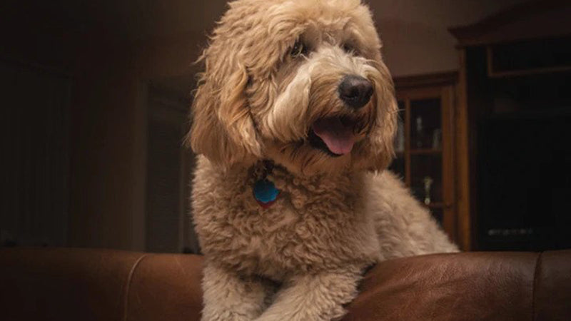 What is a Schnoodle? 11 things you should know