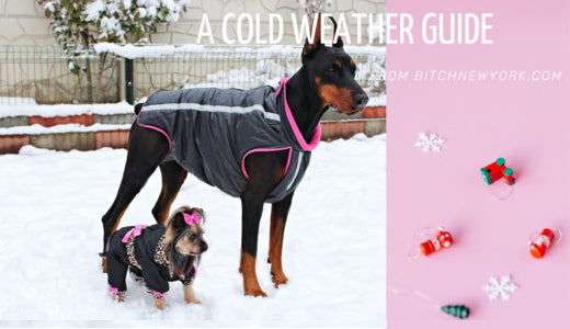 10 Easy Ways to Keep Dogs Warm