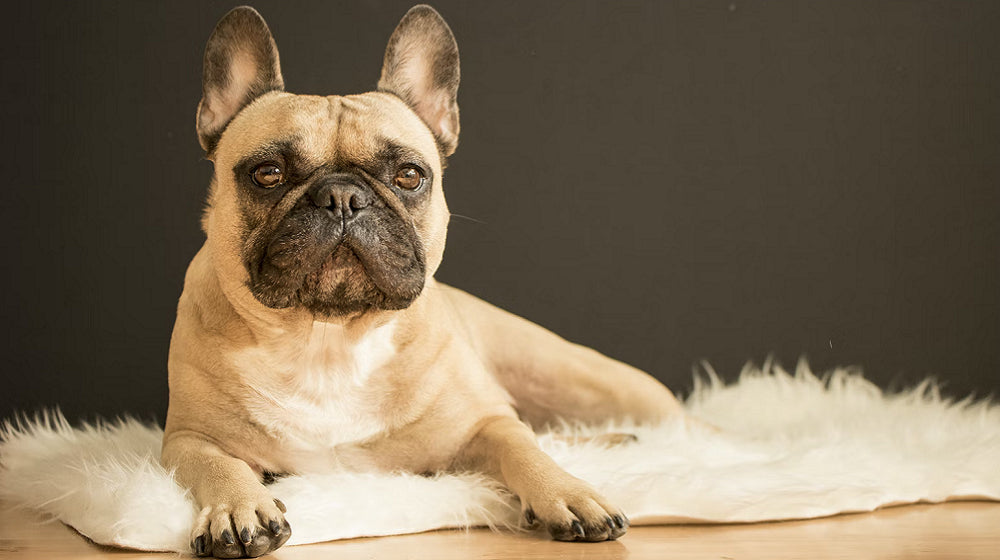 How to Save Your Dog From Theft