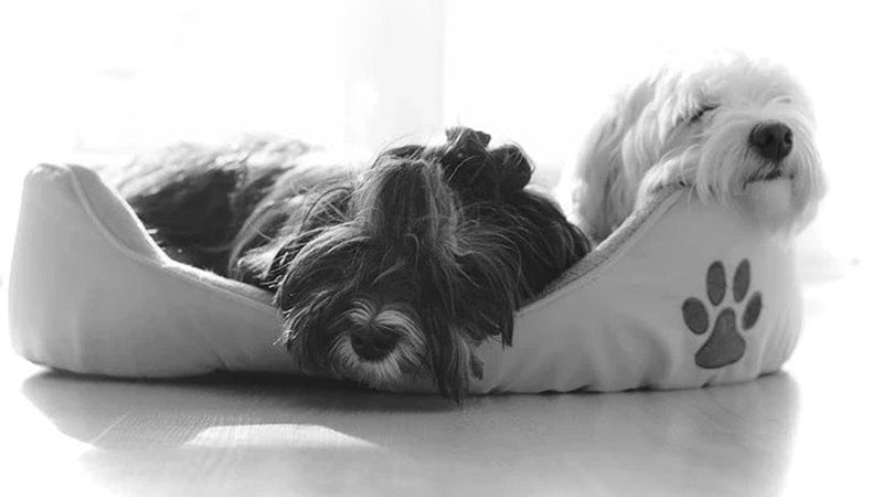 The Best Dog Beds for 2020