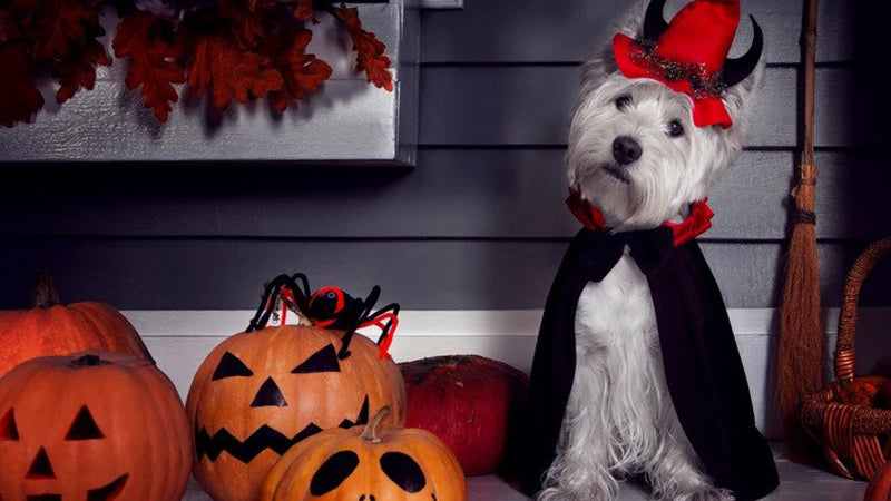 Get Ready to Celebrate Halloween With Your Pups!