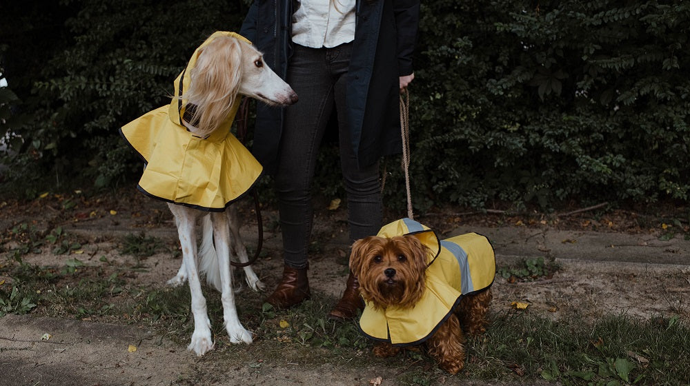 Dog In The Rain: A Story Of Fear And Love