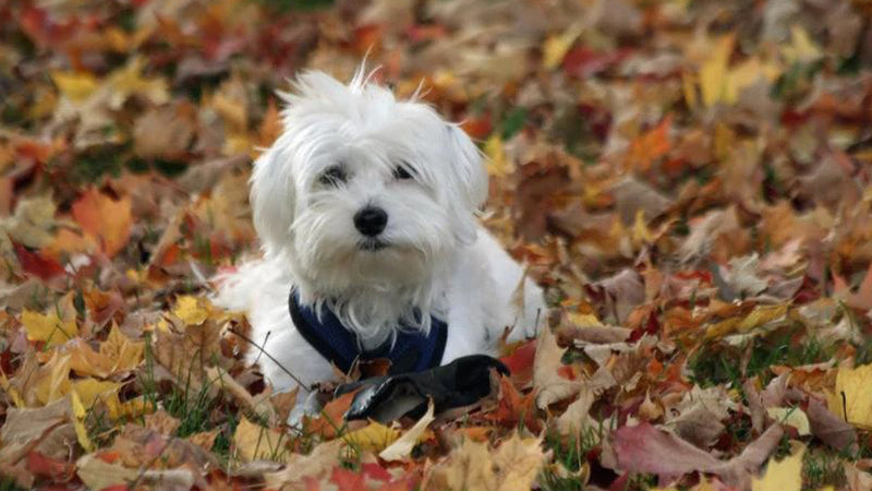 Colder Weather Tips for your Pet