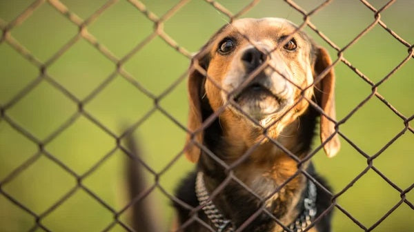 Best Dog Gates for Different Needs