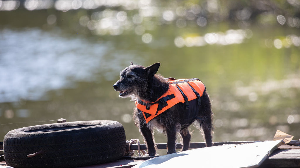 Do You Really Need to Buy a Dog Life Jacket for Your Pup?