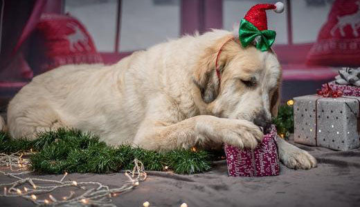 Dog Christmas Gift Ideas