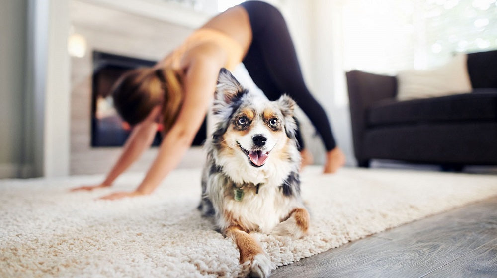 Who is the Best Workout Partner? Your Dog!