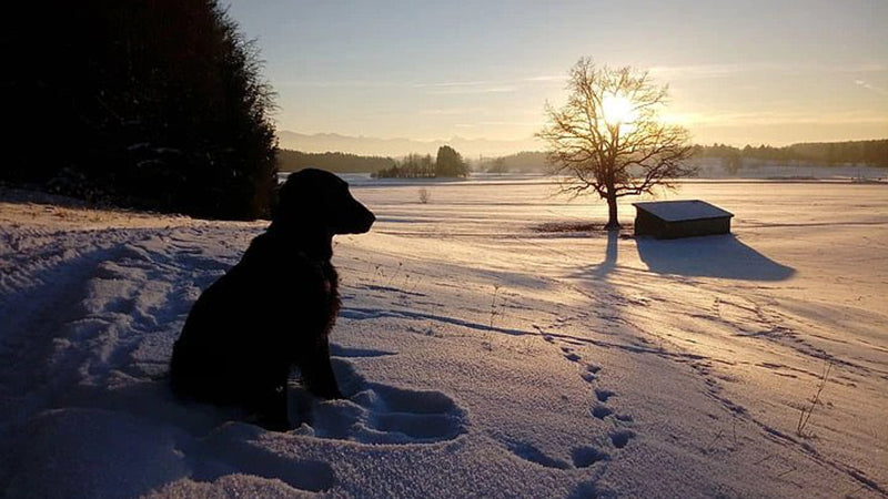 The Best Dog Jackets and Sweaters