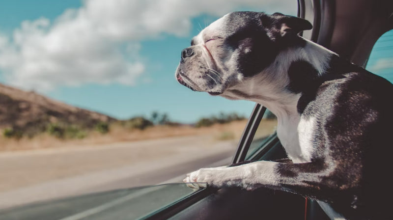 How to Road Trip With a Dog