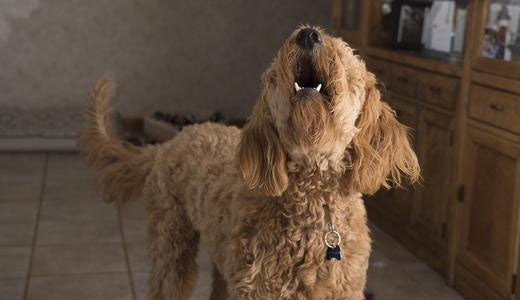 Why Is Your Dog Barking At Night?