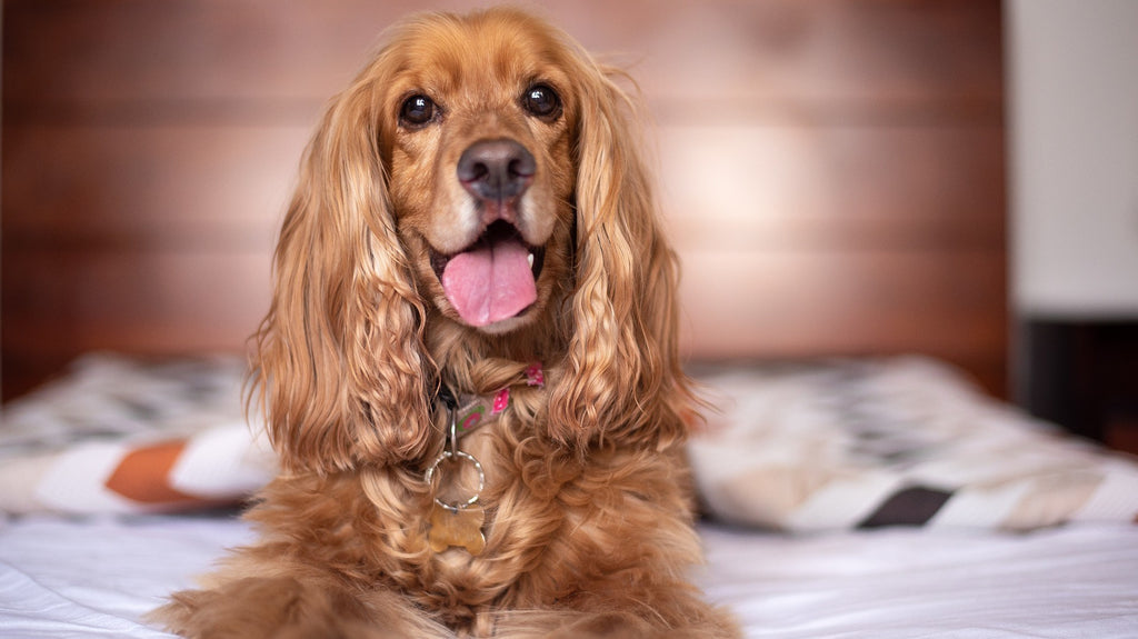 Orthopedic Dog Beds for Large & Extra Large Dogs