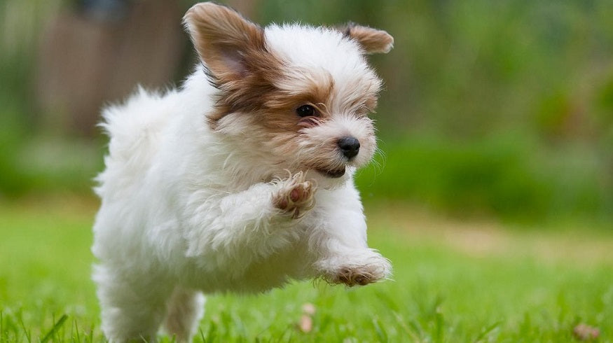 New Puppy Checklist: Gear You’ll Need for Your New Dog