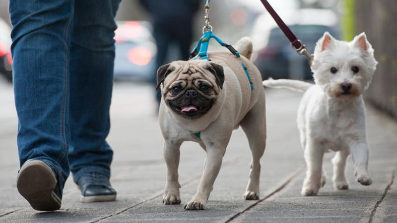 A Guide to Exploring the City with Your Pooch