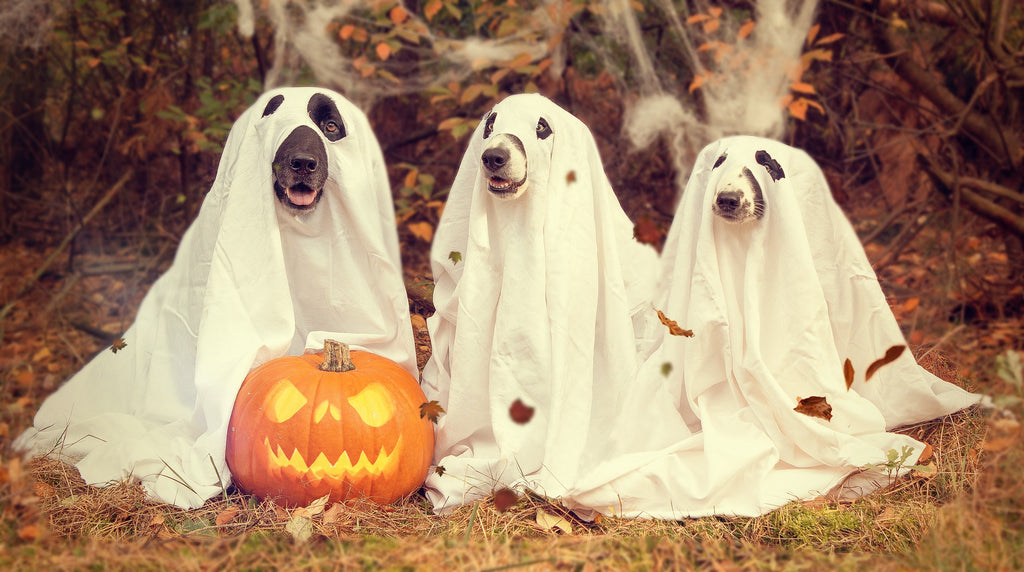 Best Dog Costume Ideas for Halloween
