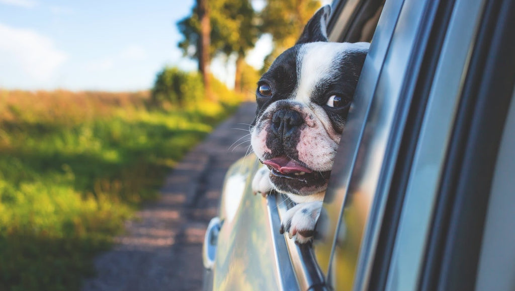 Best Booster Car Seats For a Safe Trip For You And Your Dog