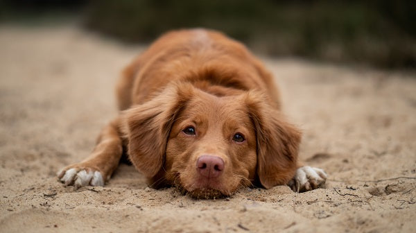 If He Doesn't Smile... How to Tell if Your Dog is Happy!