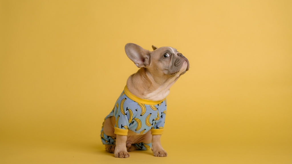 Top Dog Pajamas for Holidays and Every Day