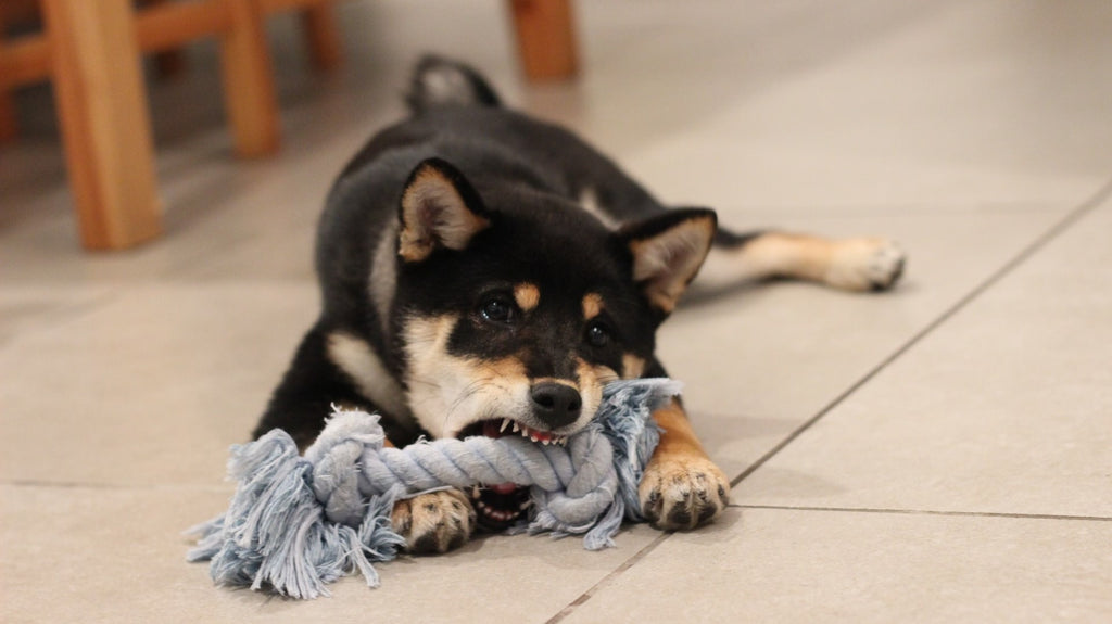 Happy Valentines Day for Your Dog: 9 Ideas