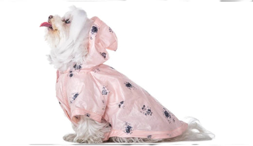 The Top 5 Best Waterproof Dog Raincoats With A Hood