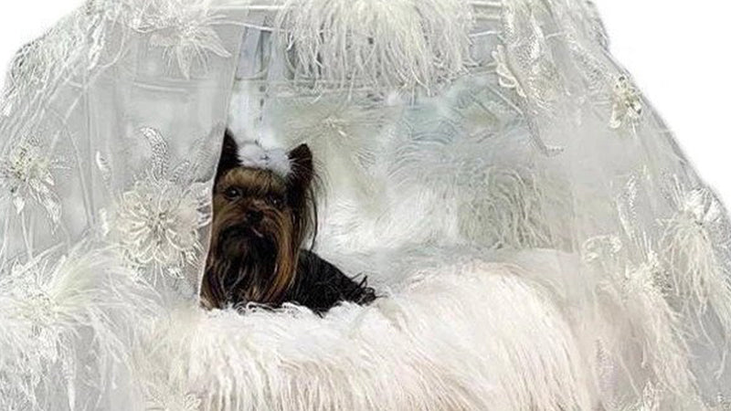 Best Luxury & Designer Dog Beds