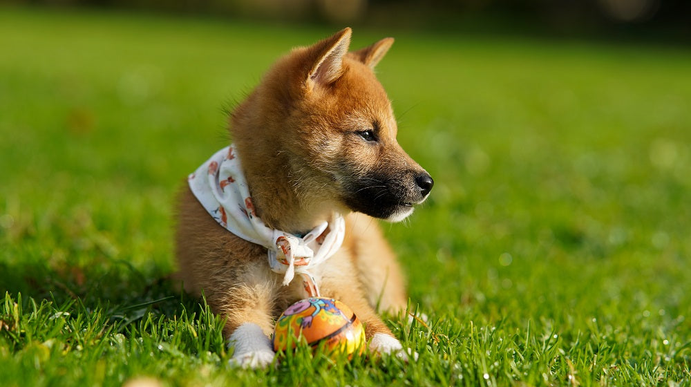 Dog Seasonal Allergies: You Should Know This