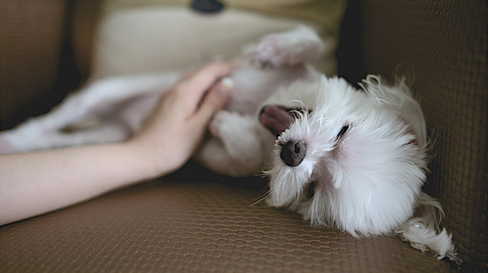 Your Eco-Friend: Top Eco-Friendly Dog Products