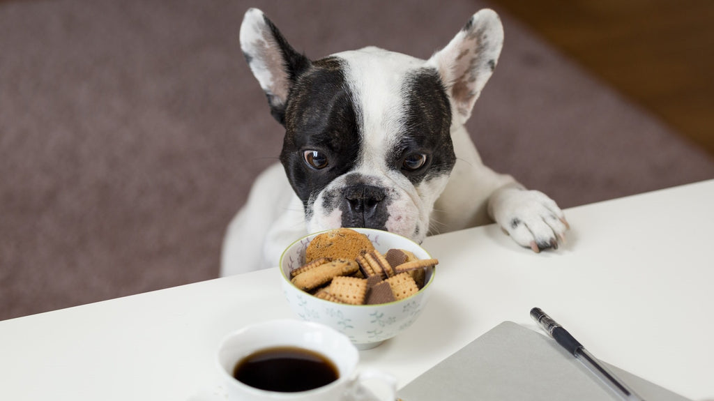 How to Choose the Best Dog Food: Our Tips & Advice