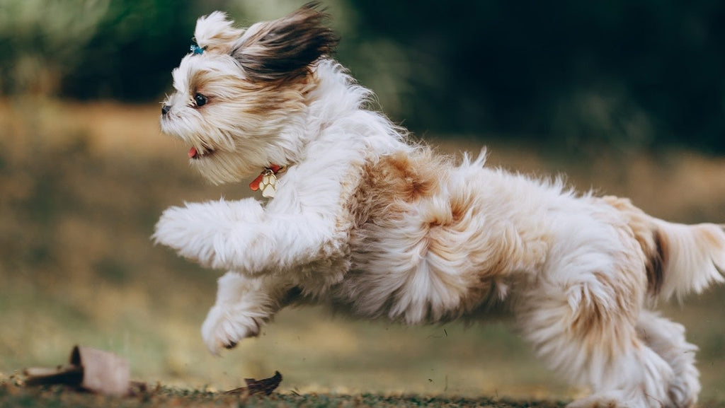 Best Running Dogs: The 20 Best Dog Breeds for Runners