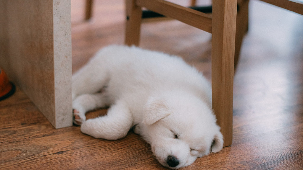 How to Make First Night with Puppy Easier