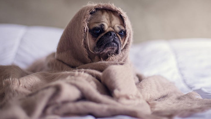 10 Things You Need for Stay-at-Home Dogs