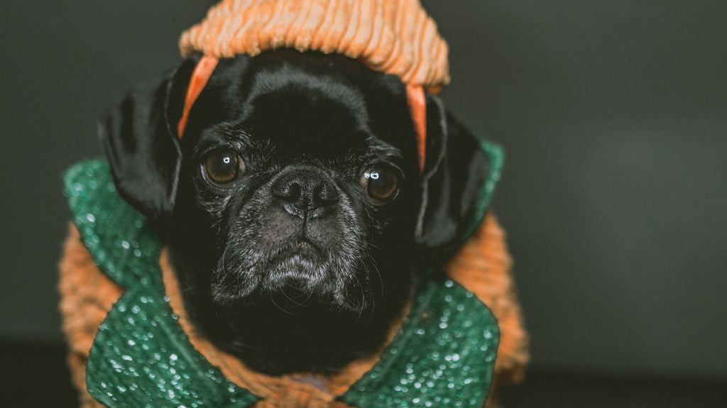 Best Dog Costumes to Wear for Thanksgiving Dinner