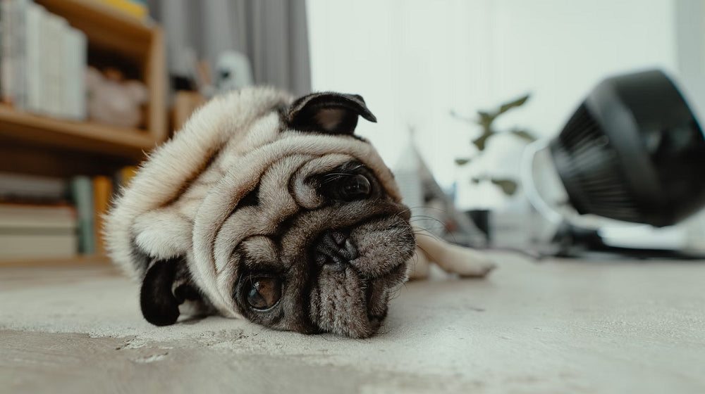 How To Keep Your House From Smelling Like A Dog