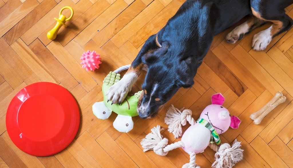 Best Chew Toys for Dogs: A Buyer’s Guide for Dog Owners