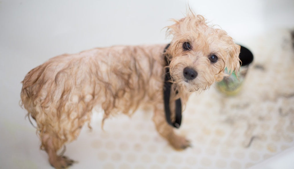 Our Best Tips and Tricks for Grooming Dogs in Spring