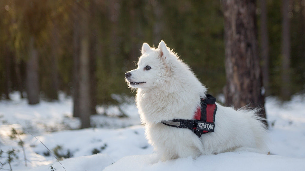 The Top 6 Dog Boots for Winter & Cold Weather