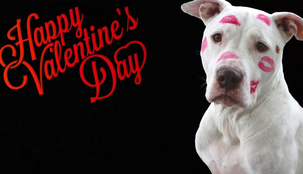 Best Valentine’s Day Gifts for Dogs