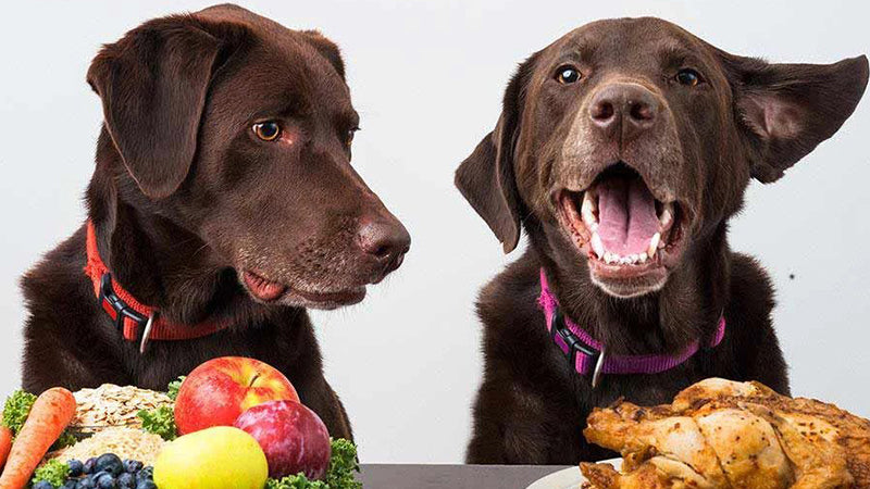 Is vegan dog food healthy? We look at the pros and cons