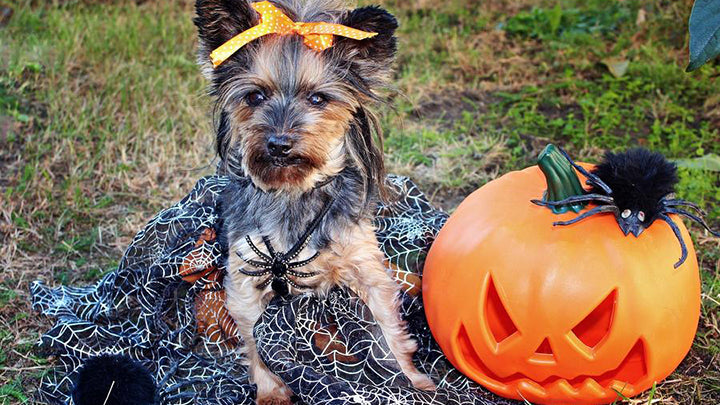 Trick or Treat: 25 Halloween Costume Ideas for Dogs & Their Humans
