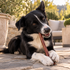 10-12" Champion Dog Chew