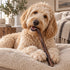 12" Beef Jerky Stick Dog Chew