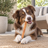 12" Standard Bully Stick Dog Chew