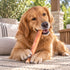 12" Thick Bully Stick Dog Chew