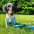 3-in-1 City Dog Leash Ocean