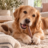 5-6" Collagen Stick Dog Chew