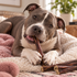 6" Beef Jerky Stick Dog Chew