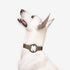 All Eyes On Me Dog Collar Martini Olive/Howlite