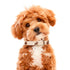 Balloon Dog Collar Beige