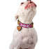 Beaded Side Release Dog Collar Melrose