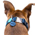 Beaded Side Release Dog Collar Saint Barth