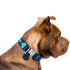 Beaded Side Release Dog Collar Saint Barth
